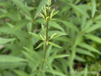 Plant in early flower